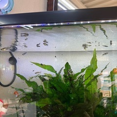 🐟グッピーの稚魚差し上げます🐟の画像