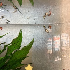 🐟グッピーの稚魚差し上げます🐟の画像