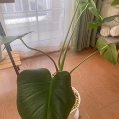 観葉植物 モンステラの画像