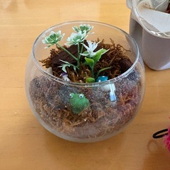 観葉植物とコケと他セット！の画像