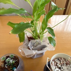 観葉植物とコケと他セット！の画像
