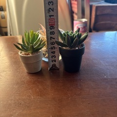 多肉　造花　３つセット　お風呂などにの画像
