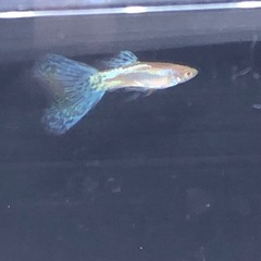 RREAブルーグラスグッピーの画像