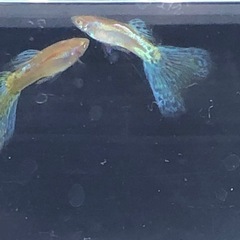 RREAブルーグラスグッピーの画像