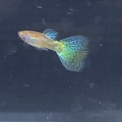 RREAブルーグラスグッピーの画像