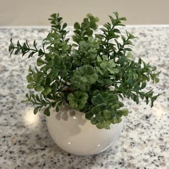 人工 観葉植物(本物ではありません)の画像