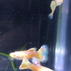 RREAレッドグラスグッピーの画像