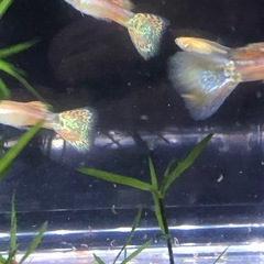 RREAレッドグラスグッピーの画像