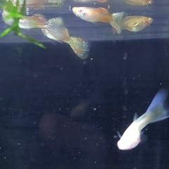 RREAレッドグラスグッピーの画像