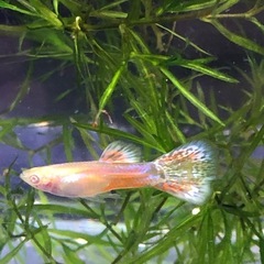 RREAレッドグラスグッピーの画像