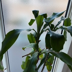 ドラセナ 幸福の木　観葉植物の画像