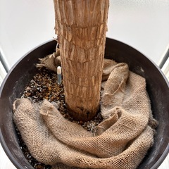 ドラセナ 幸福の木　観葉植物の画像