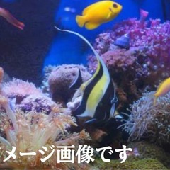 ツノダシ±9.5cmの画像