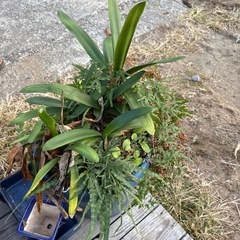 観葉植物の画像