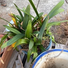 観葉植物の画像