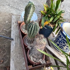 観葉植物の画像