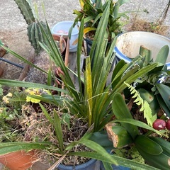 観葉植物の画像