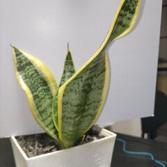 サンセベリア子株の画像