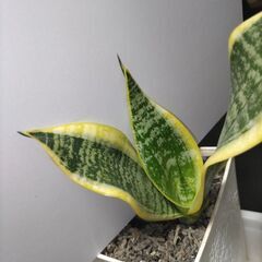 サンセベリア子株の画像