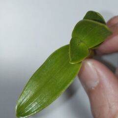 デンドロビウム チャイナドールの高芽の画像