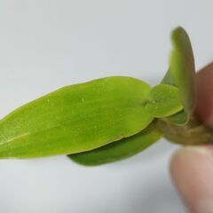 デンドロビウム チャイナドールの高芽の画像