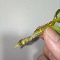 デンドロビウム チャイナドールの高芽の画像