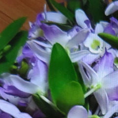 デンドロビウム チャイナドールの高芽の画像