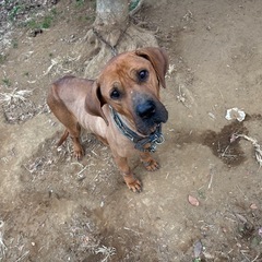 アメリカンピットブル✖️マスティフMIX犬