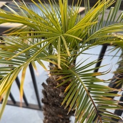 フェニックス・ロベレニーの画像