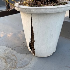 フェニックス・ロベレニーの画像