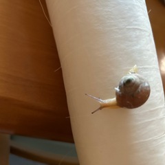 かたつむりの画像