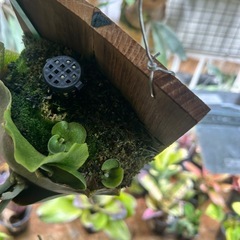 ビカクシダ　ヒリー　クラーケンの画像