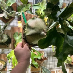 ビカクシダ　ヒリー　クラーケンの画像