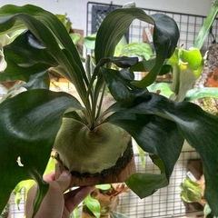 ビカクシダ　ヒリー　クラーケンの画像