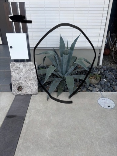 アガベ 大型株 地植え【引き取り限定 (一般人) 中松江のその他の中古