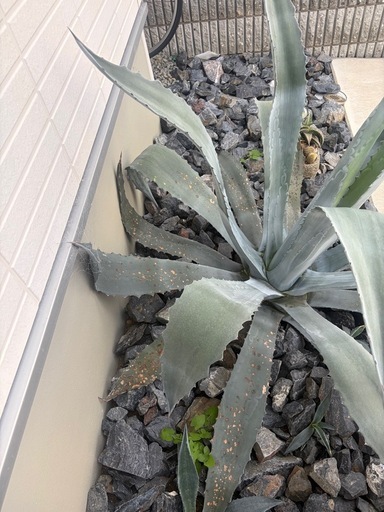 アガベ 大型株 地植え【引き取り限定 (一般人) 中松江のその他の中古