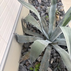 アガベ 大型株 地植え【引き取り限定の画像