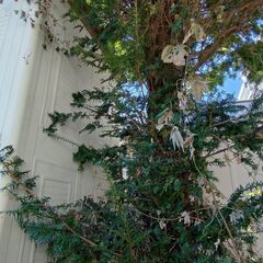 もみの木の画像