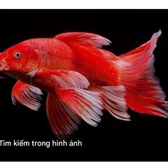 ヒレナガゴイ ウルトラショートボディー と同じのお魚
の画像