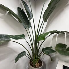 観葉植物オーガスタ（植木鉢付き）の画像