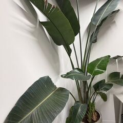 観葉植物オーガスタ（植木鉢付き）の画像