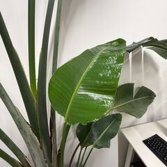 観葉植物オーガスタ（植木鉢付き）の画像