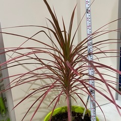 ドラセナレインボー   観葉植物　の画像