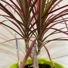 ドラセナレインボー   観葉植物　の画像
