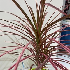 ドラセナレインボー   観葉植物　の画像