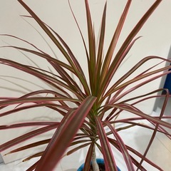 ドラセナレインボー  観葉植物の画像
