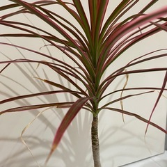 ドラセナレインボー  観葉植物の画像