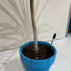 ドラセナレインボー  観葉植物の画像