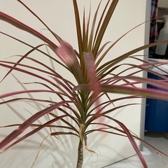 ドラセナレインボー  観葉植物の画像