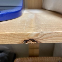 【お渡し決まりました】パイン材ラックの画像